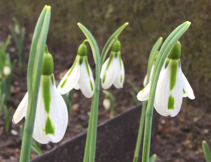 Galanthus 'South Hayes'